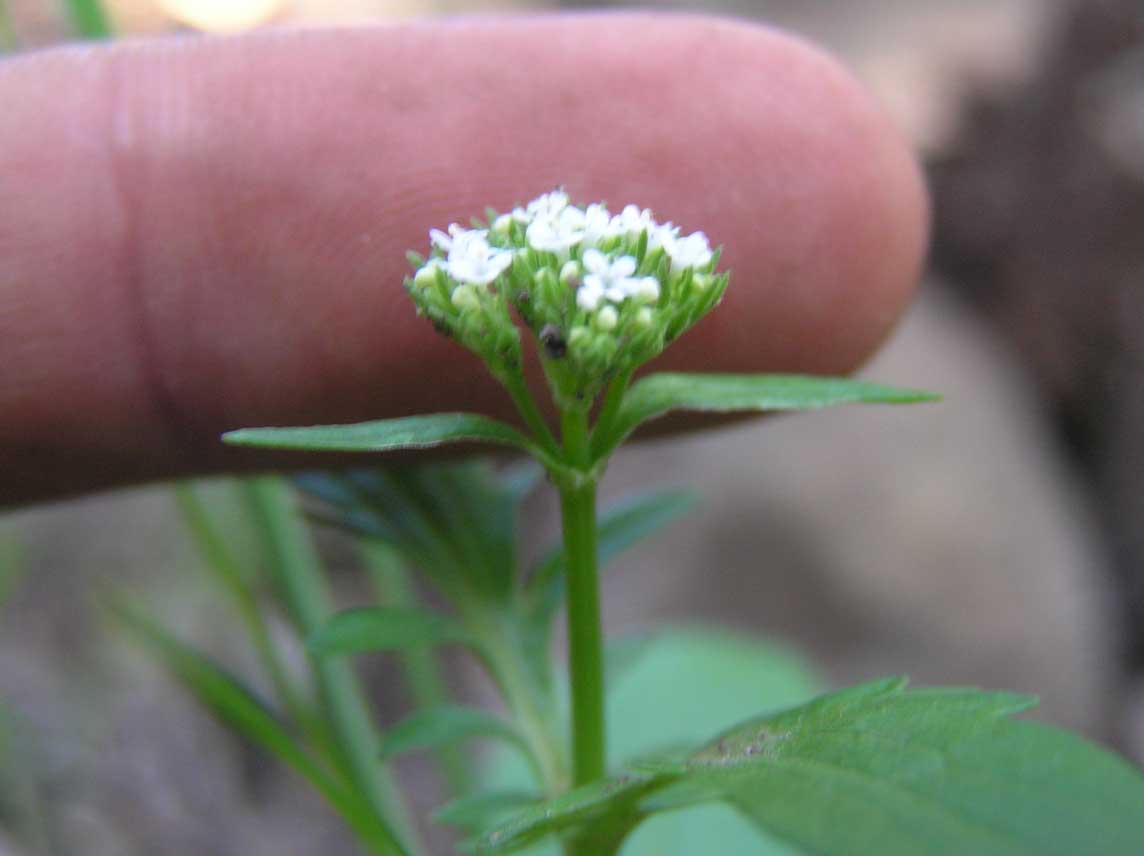 Centranthus calcitrapae / Camarezza minore